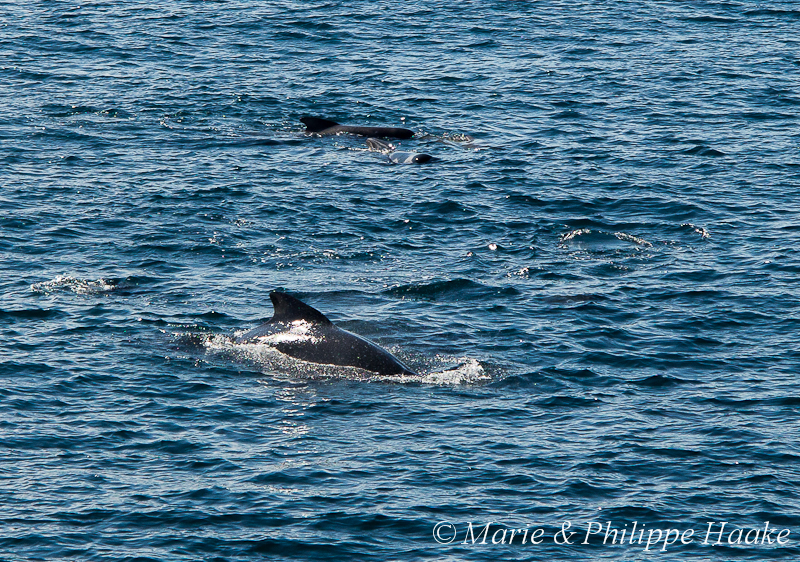 Globicephale 1631.jpg - Globicéphales durant la traversée en ferry de Lodingen à Bognes (Vestfjorden, Norvège, juin 2012)